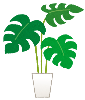plant monstera